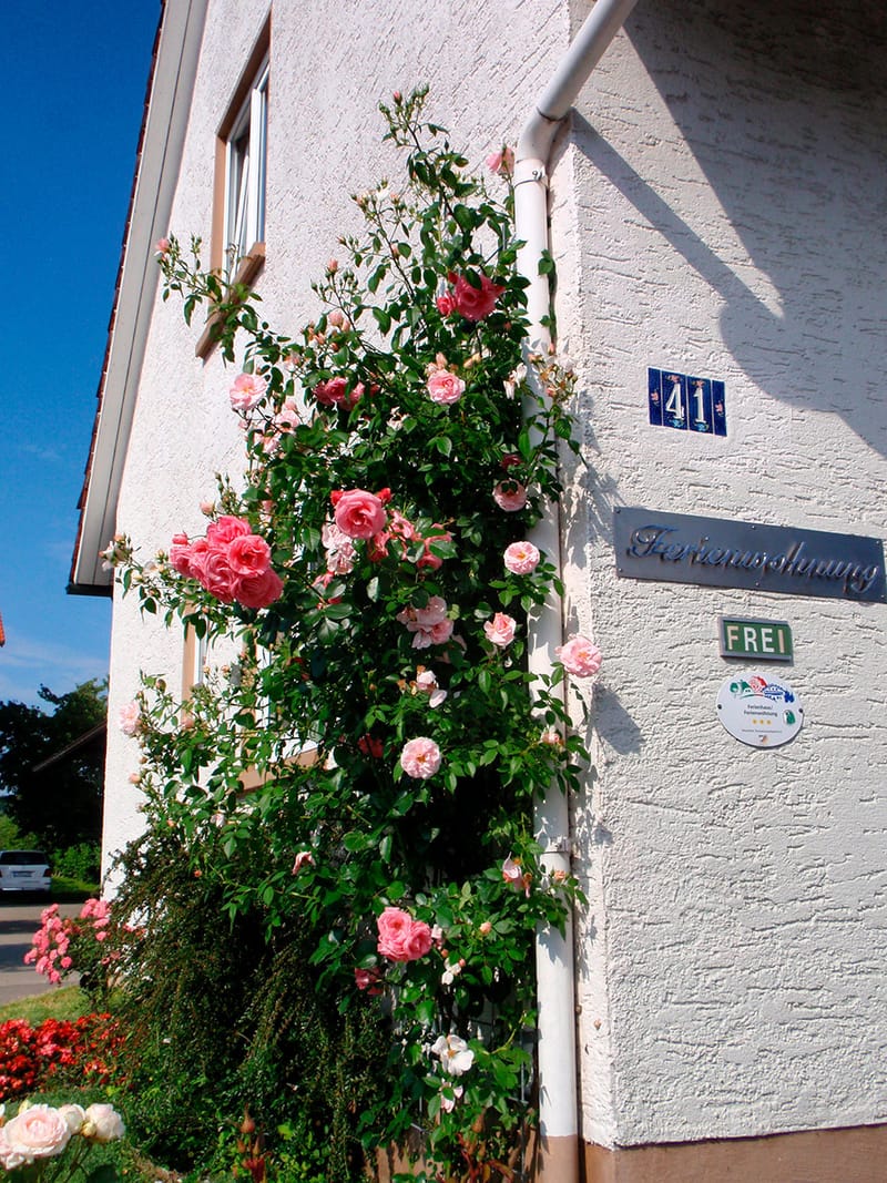Rosen an der Hauswand neben dem Eingang (Hochformat)