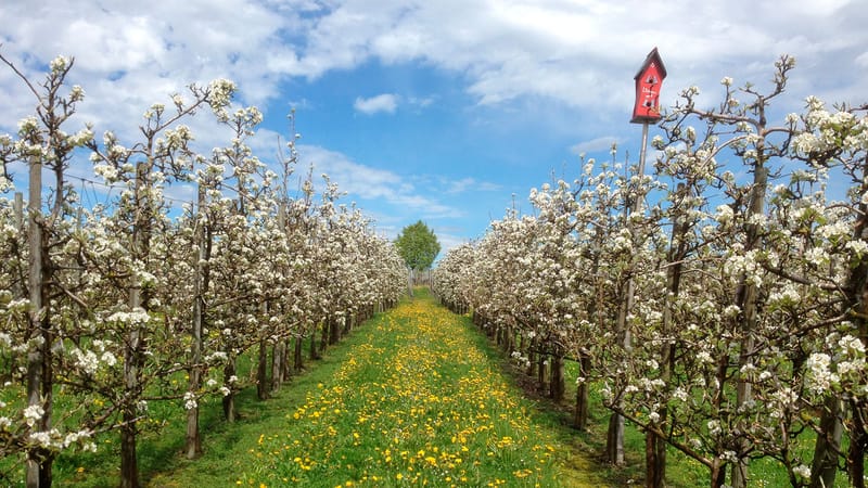 Blühende Obstbaumreihen mit gelber Wiese dazwischen, ein Vogelhaus auf einem Pfosten